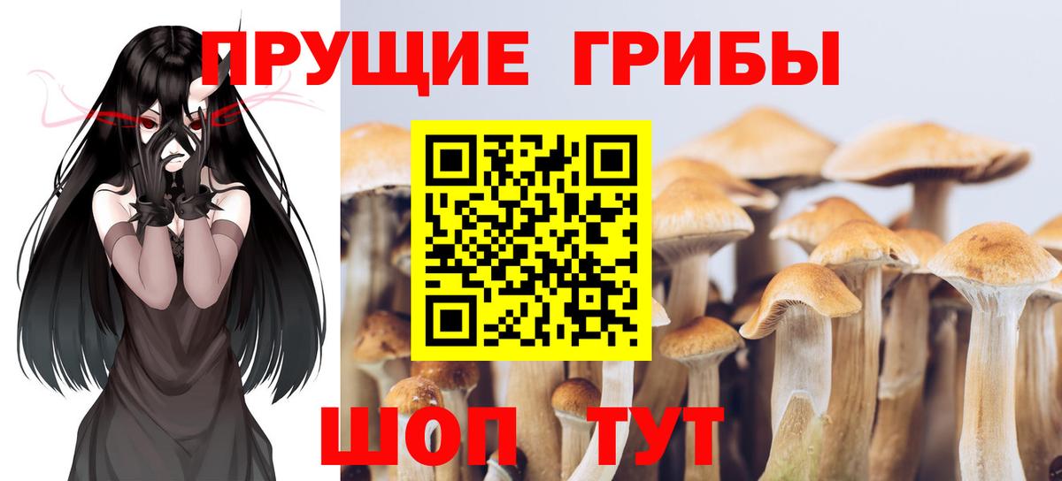 Галлюциногенные грибы Cubensis  Псилоцибиновые грибы Psilocybe  Вход с VPN  Луга 